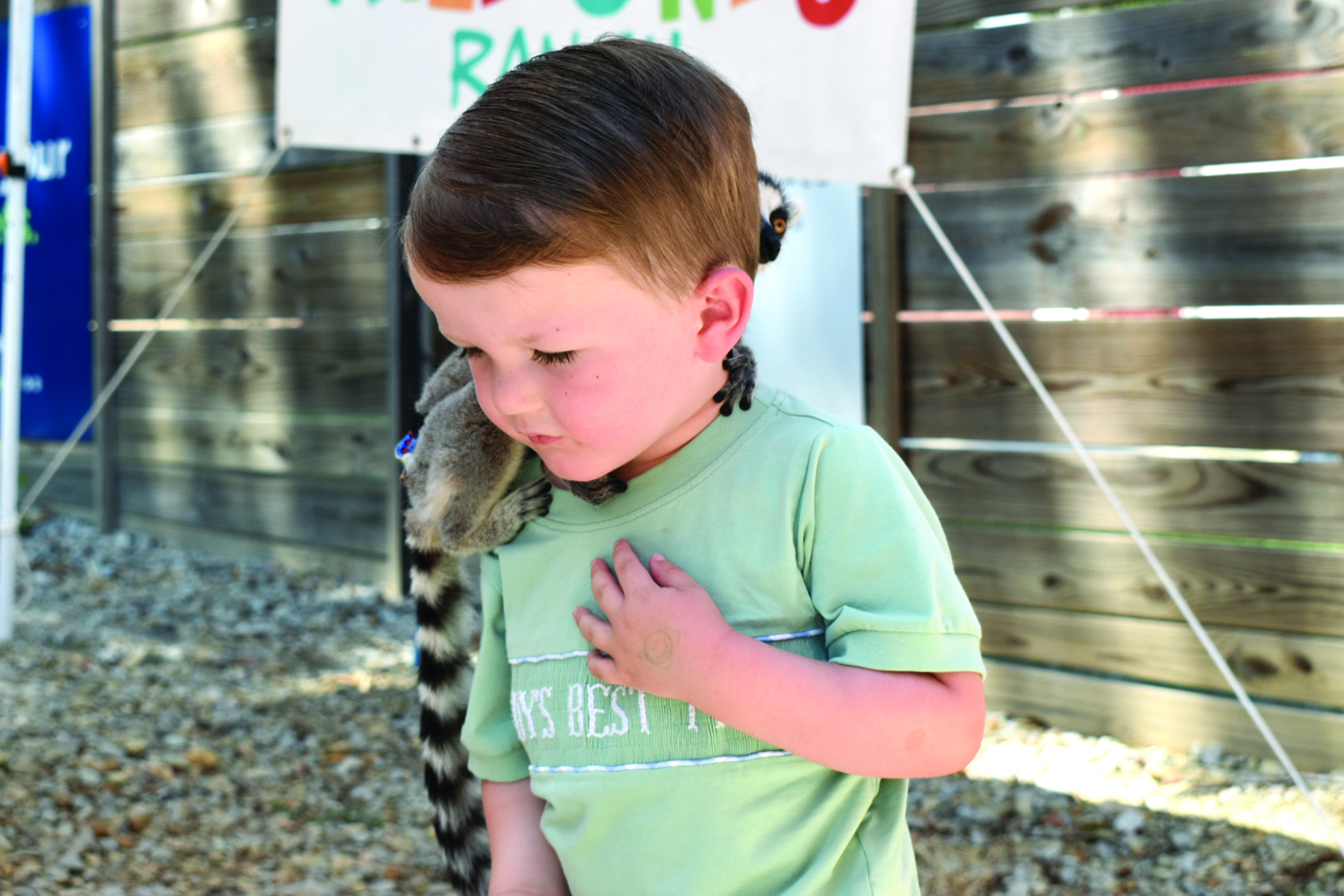 Lollies & Lemurs at Huntington Square